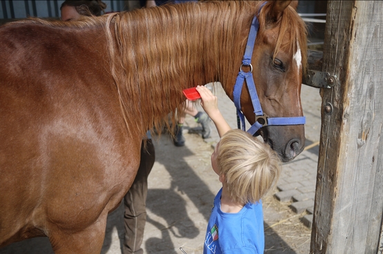 Aliana Mueller - Equine-Assisted Therapy